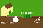 Sewage Treatment by Reed Beds
