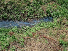 Sewage fungus in watercourse