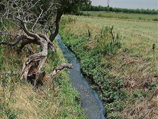 Watercourse showing presence of sewage fungus